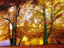 keston golden autumn